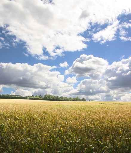 Corn Field 2 Wall Decal