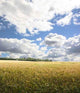 Corn Field 2 Wall Decal