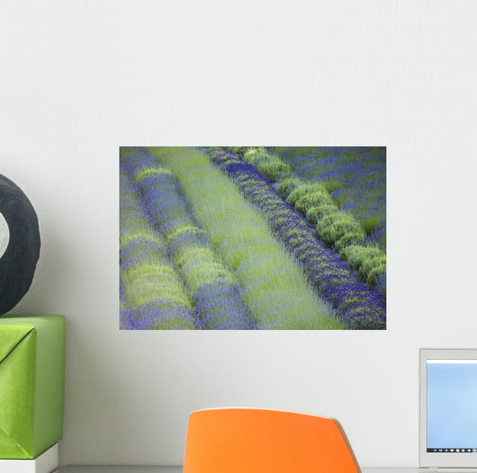 Rows Different Lavender Plants Wall Decal