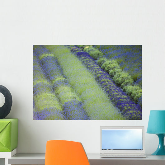 Rows Different Lavender Plants Wall Decal