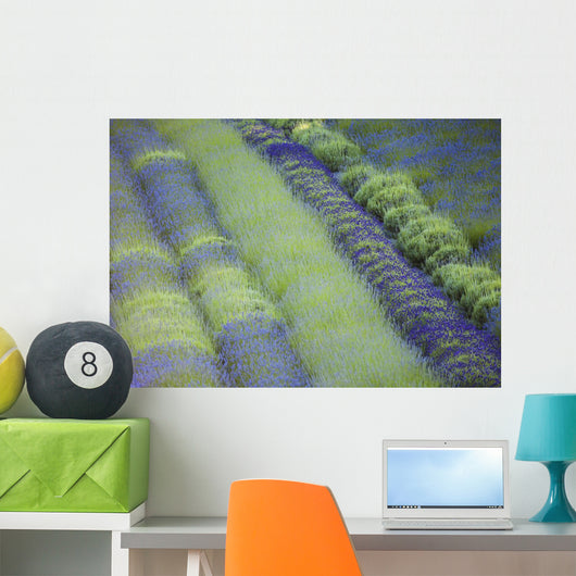 Rows Different Lavender Plants Wall Decal