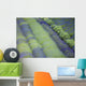 Rows Different Lavender Plants Wall Decal