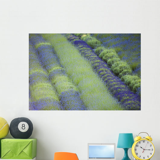 Rows Different Lavender Plants Wall Decal