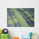Rows Different Lavender Plants Wall Decal