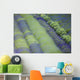 Rows Different Lavender Plants Wall Decal