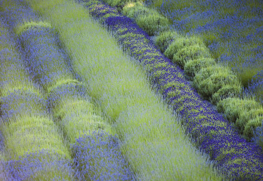 Rows Different Lavender Plants Wall Decal