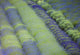 Rows Different Lavender Plants Wall Decal