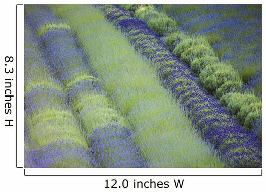Rows Different Lavender Plants Wall Decal