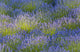 Rows Lavender Plants Wall Decal