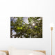 Organic Apples Ripen under Wall Decal