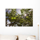 Organic Apples Ripen under Wall Decal