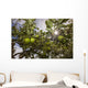 Organic Apples Ripen under Wall Decal