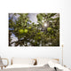 Organic Apples Ripen under Wall Decal