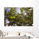 Organic Apples Ripen under Wall Decal