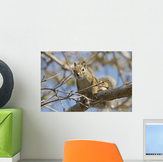 Squirrel Tree Edmonton Alberta Wall Decal