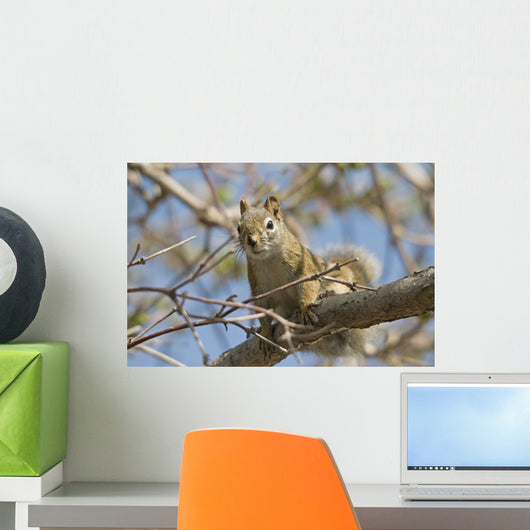 Squirrel Tree Edmonton Alberta Wall Decal