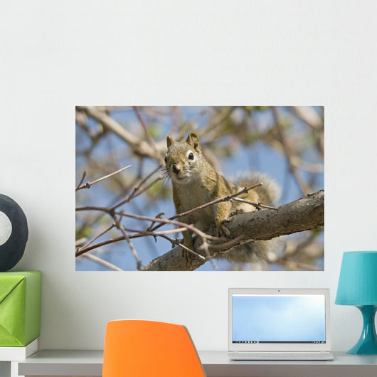 Squirrel Tree Edmonton Alberta Wall Decal