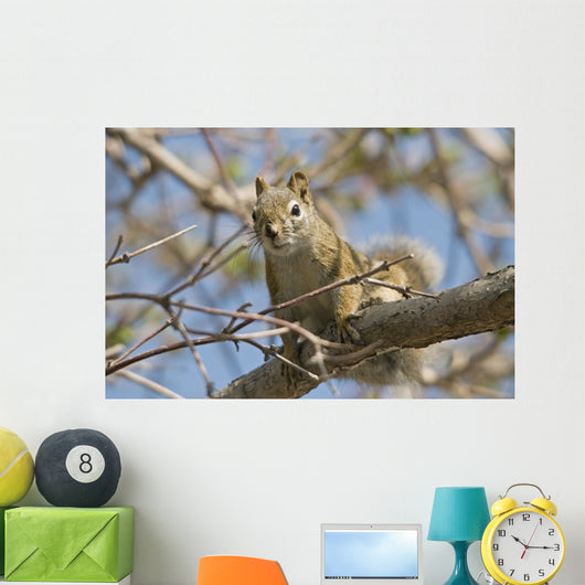 Squirrel Tree Edmonton Alberta Wall Decal