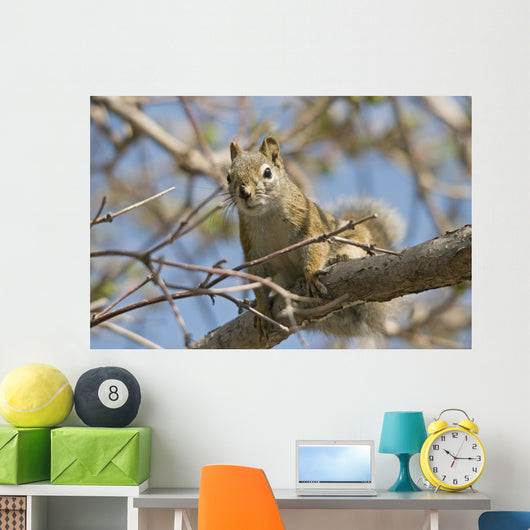 Squirrel Tree Edmonton Alberta Wall Decal