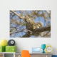 Squirrel Tree Edmonton Alberta Wall Decal