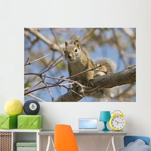 Squirrel Tree Edmonton Alberta Wall Decal