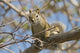 Squirrel Tree Edmonton Alberta Wall Decal