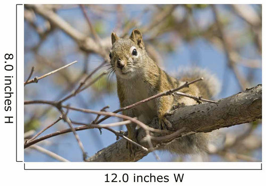 Squirrel Tree Edmonton Alberta Wall Decal