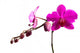 Magenta Orchid Wall Decal