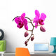 Orchidee