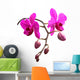 Orchidee