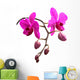 Orchidee