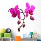 Orchidee