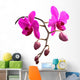 Orchidee
