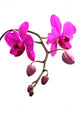 Orchidee