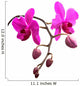 Orchidee