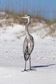 Blue Heron Sand Gulf Wall Decal