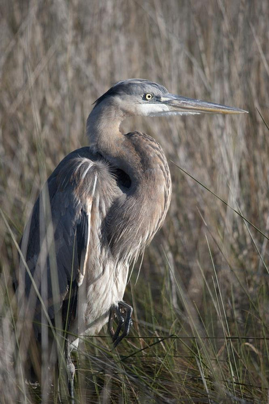 Blue Heron Gulf Shores Wall Decal