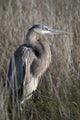 Blue Heron Gulf Shores Wall Decal