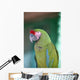 Up Parrot Puerto Vallarta Wall Decal