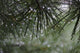 Dew Drops Pine Needles Wall Decal
