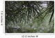 Dew Drops Pine Needles Wall Decal