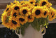 Sunflowers Ceramic Vase Puglia Wall Decal