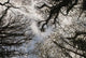 Overhead Trees In Exmoor, United Kingdom Wall Mural