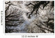 Overhead Trees In Exmoor, United Kingdom Wall Mural