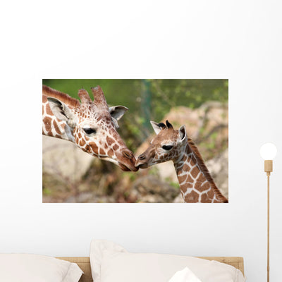 Giraffes Young Carlo shown on a wall