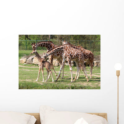 Giraffes Young Carlo shown on a wall