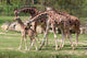 Giraffes Young Carlo