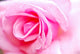 Pink Rose