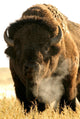 Bison Wall Mural