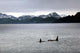 Orcas and mountain scene in Alaska Wall Mural